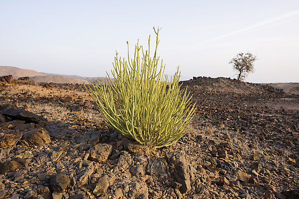 포토 JPG 해외이미지 식물 야생동물 여행 중동 가족 자연 산 선인장 건조 종류 사람없음 가로 초록색 사막 만 막대기 허브 관목 아라비아 질서 고립 해외포토 나무 동물 나라 컬러 관계 예절 생태계 파일형식 이미지허브