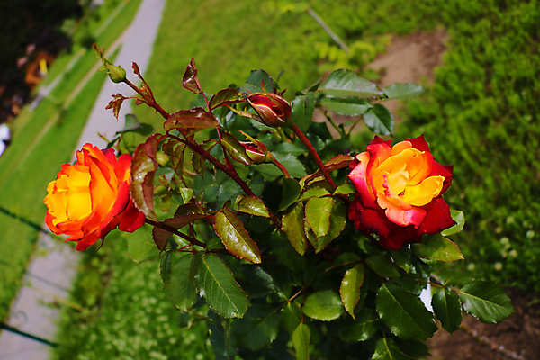 포토 JPG 해외이미지 식물 계절 기념일 꽃잎 꽃 백그라운드 꽃무늬 밭 자연 추상 발렌타인데이 선물 사랑 사람없음 빨간색 컬러풀 뷰티 장미 노란색 정원 어둠 봄 벚꽃 신선 오픈 센터 닫기 싱글 부드러움 내추럴 깊이 해외포토 감정 컬러 무늬 농업 모션 데이이벤트 이벤트 감각 생태계 파일형식 이미지허브