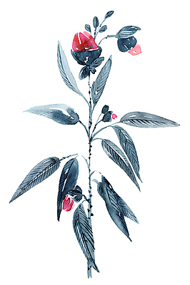 JPG 해외이미지 식물 꽃 일러스트 붓터치 수채화 동양인 사람없음 뷰티 그림 번짐 해외일러스트 인종 파일형식 효과 이미지허브