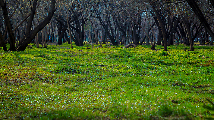 포토 JPG 해외이미지 나무 식물 계절 공원 길 백그라운드 잎 밭 자연 하늘 따뜻함 건강 풍경 잔디 사람없음 야외 목재 초록색 여름 빛 태양 환경 맑음 봄 산책 벚꽃 가을 시골 숲 시원함 과수원 땅 언덕 내추럴 보호구역 평야 그리너리 해외포토 자연요소 공공시설 꽃 컬러 농업 재료 날씨 휴식 생태계 구역 파일형식 트랜드컬러 이미지허브