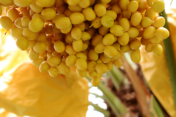 포토 JPG 해외이미지 나무 식물 계절 음식 백그라운드 농업 과일 자연 매달리기 건강 손바닥 사람없음 야외 컬러풀 농장 노란색 정원 사막 수확 나뭇가지 신선 달콤 다발 숙성 영원 이국적 해외포토 손 산업 컬러 모션 맛 생태계 파일형식 이미지허브