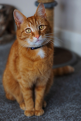 포토 JPG 해외이미지 동물 백그라운드 오렌지 창문 포유류 수염 주택 털 사랑 성인 사람없음 빛 반려동물 소파 고양이 가축 호랑이 기다림 모피 얼룩무늬 완벽 해외포토 감정 컨셉 무늬 의자 과일 모션 사람 건물 파일형식 이미지허브