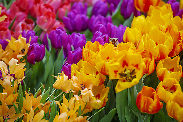 포토 JPG 해외이미지 식물 계절 꽃잎 꽃 백그라운드 잎 꽃무늬 자연 풍경 사람없음 뷰티 정원 성장 벚꽃 개화 그림 원예 내추럴 온실 해외포토 무늬 취미 생태계 파일형식 이미지허브