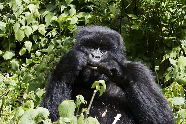 포토 JPG 해외이미지 동물 공원 야생동물 여행 포유류 아프리카 자연 초식동물 산 앉기 사람없음 검은색 어둠 힘 원숭이 숲 큼 먹기 사파리 화산 멸종 서식지 유인원 고릴라 내추럴 르완다 수유 전국 힘찬 해외포토 공공시설 나라 컬러 컨셉 모션 크기 생태계 파일형식 이미지허브