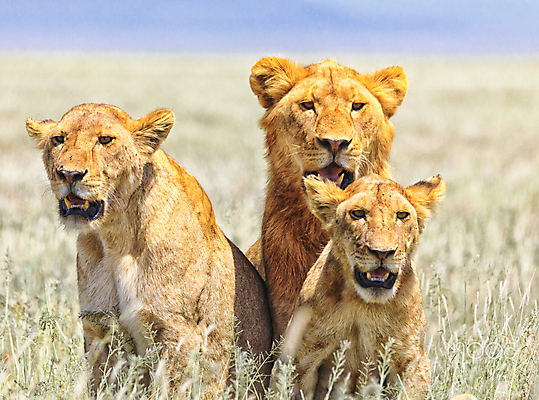 포토 JPG 해외이미지 주간 야생동물 가족 세마리 사람없음 야외 사자 육식동물 숫사자 암사자 해외포토 자연요소 동물 포유류 관계 3 암컷 수컷 파일형식 이미지허브