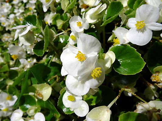 포토 JPG 해외이미지 식물 꽃잎 꽃 잎 오렌지 자연 사람없음 초록색 울타리 정원 흰색 닫기 화단 해외포토 컬러 과일 모션 담장 생태계 파일형식 이미지허브