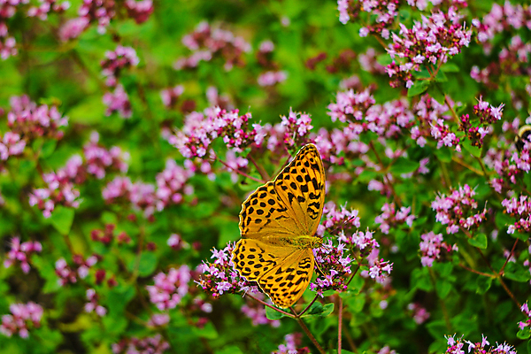 포토 JPG 해외이미지 식물 동물 계절 공원 꽃 야생동물 분홍색 나비 곤충 백그라운드 패턴 밭 날개 오렌지 자연 안테나 사람없음 야외 초록색 여름 빛 컬러풀 뷰티 노란색 환경 정원 검은색 봄 들꽃 벚꽃 흰색 벌레 수분 꽃가루 꿀 내추럴 수유 해외포토 공공시설 컬러 무늬 농업 과일 통신 가루 생태계 파일형식 이미지허브
