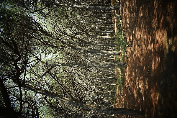 포토 JPG 해외이미지 나무 유럽 바다 자연 휴가 풍경 해변 사람없음 야외 목재 여름 태양 이탈리아 안개 소나무 황무지 분위기 숲 지중해 토스카나 해외포토 자연요소 식물 계절 나라 컨셉 재료 날씨 생태계 파일형식 이미지허브