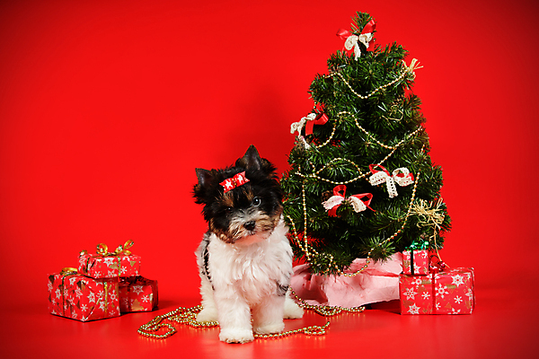 포토 JPG 해외이미지 나무 동물 1 행복 새끼 백그라운드 크리스마스 공 휴가 새로움 털 미소 사람없음 장식 빨간색 반려동물 산타클로스 귀여움 검은색 거울 흰색 개 달콤 강아지 작음 샴페인 요크셔테리어 테리어 연도 사진사 활 솜털 송곳니 기르기 비버 삼색 해외포토 식물 기념일 감정 컬러 컨셉 포유류 주류 표정 맛 치아 크기 작가 돌봄 파일형식 이미지허브