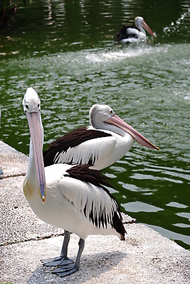 포토 JPG 해외이미지 동물 호수 야생동물 바다 백그라운드 날개 아프리카 자연 조류 낚시 어류 사람없음 야외 물 여름 수영 흰색 그룹 황무지 큼 펠리컨 깃털 부리 물새 철새 물갈퀴 내추럴 다뉴브강 동물상 식민지 해외포토 자연요소 계절 나라 컬러 레저 조형물 수중동물 수상스포츠 크기 생태계 파일형식 이미지허브