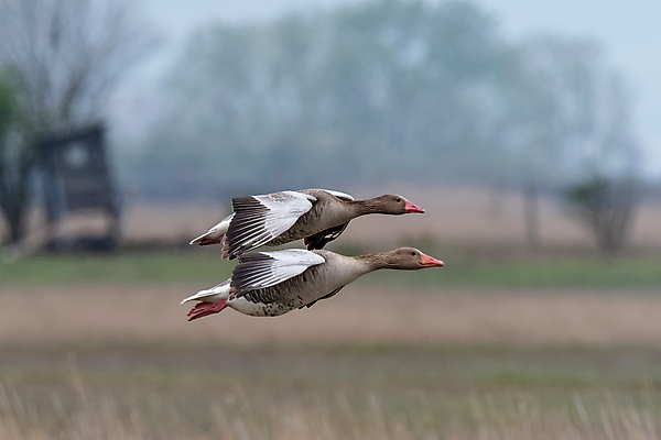 포토 JPG 해외이미지 동물 유럽 호수 야생동물 날개 모션 자연 조류 초식동물 영국 갈대 사람없음 야외 물 파란색 회색 비행 저수지 연못 습지 깃털 거위 이륙 물새 동물상 해외포토 자연요소 식물 나라 컬러 조형물 생태계 파일형식 이미지허브