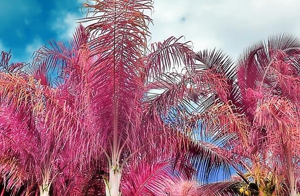 포토 JPG 해외이미지 분홍색 하늘 사람없음 야외 야자수 세이셸 야자수잎 해외포토 나무 컬러 잎 아프리카 파일형식 이미지허브