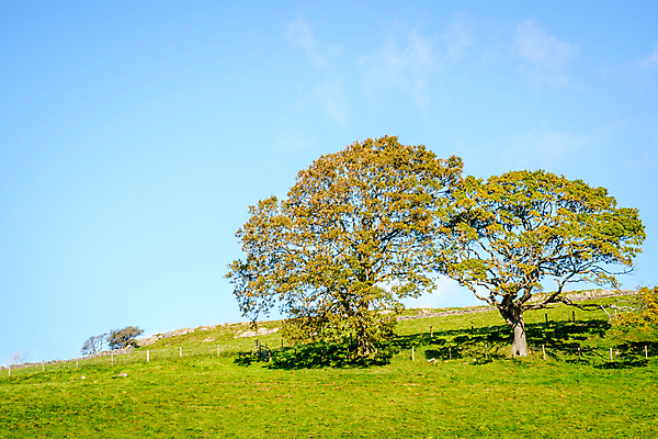 포토 JPG 해외이미지 영어 밭 농업 자연 영국 잉글랜드 사람없음 야외 울타리 농경지 평화 가축 시골 양 언덕 컴브리아주 해외포토 동물 문자 유럽 산업 컨셉 포유류 담장 농장 생태계 파일형식 이미지허브