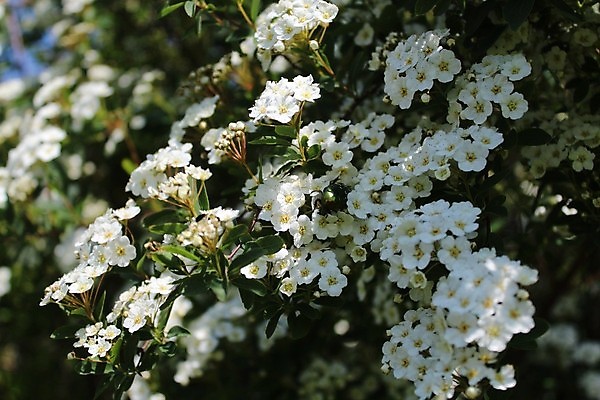 포토 JPG 해외이미지 식물 꽃 꽃무늬 봄꽃 자연 사람없음 봄 나뭇가지 개화 딱정벌레 내추럴 해외포토 나무 계절 곤충 무늬 생태계 파일형식 이미지허브