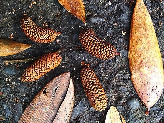 포토 JPG 해외이미지 나무 식물 공원 꽃 백그라운드 잎 크리스마스 손가락 자연 휴가 건조 씨앗 사람없음 야외 목재 아웃포커스 장식 가로 뷰티 갈색 고요 수확 성장 가을 소나무 오픈 숲 12월 허브 오브젝트 복고 인도네시아 솔방울 상록수 침엽수 원뿔 내추럴 고립 해외포토 도형 손 계절 공공시설 기념일 아시아 컬러 농업 재료 촬영기법 날짜 생태계 파일형식 이미지허브