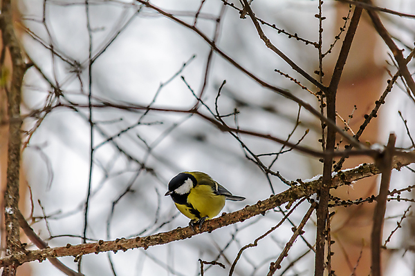 포토 JPG 해외이미지 나무 식물 동물 계절 공원 야생동물 백그라운드 겨울 날개 자연 조류 날씨 사람없음 야외 목재 컬러풀 뷰티 환경 정원 냉동 추위 나뭇가지 숲 작음 깃털 생물학 꼬리 서리 부리 내추럴 동물상 눈내림 해외포토 공공시설 교육 컬러 재료 눈_날씨 조형물 크기 생태계 파일형식 이미지허브
