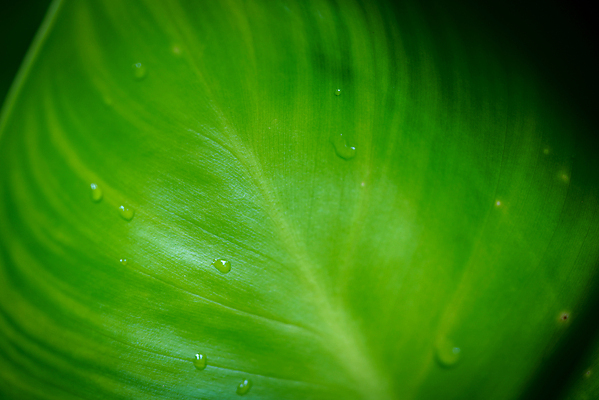 포토 JPG 해외이미지 모양 식물 디자인 계절 백그라운드 컨셉 잎 패턴 자연 벽지 추상 미술 사람없음 그래픽 장식 초록색 물 여름 빛 컬러풀 우주 환경 정원 봄 젖음 에너지 성장 나뭇가지 신선 떨어짐 이슬 묘사 유기농 질감 부드러움 내추럴 블러 스타일 해외포토 자연요소 나무 웰빙 컬러 무늬 문화예술 감각 생태계 파일형식 이미지허브