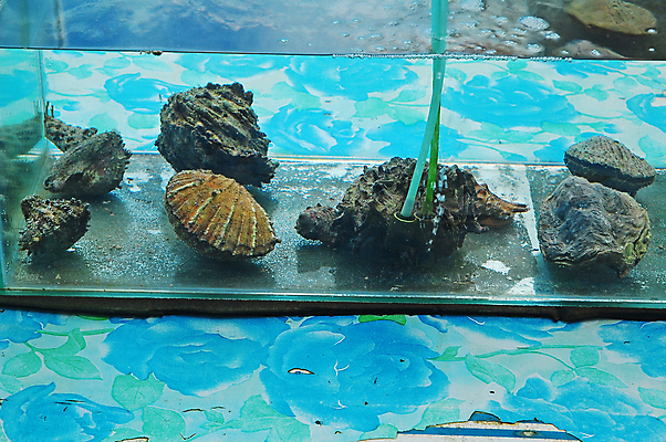 포토 JPG 해외이미지 아시아 모래 바다 여행 자연 조개 생물 사람없음 야외 물 수중 놀이방 껍질 수족관 타운 거인 해외포토 자연요소 나라 어패류 도시 생태계 파일형식 이미지허브