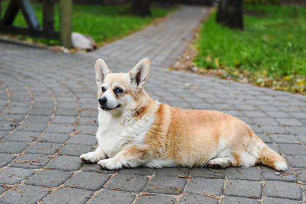 포토 JPG 해외이미지 도로 앉기 사람없음 반려동물 기다림 개 강아지 고독 보호 해외포토 동물 감정 길 컨셉 포유류 교통시설 모션 파일형식 이미지허브