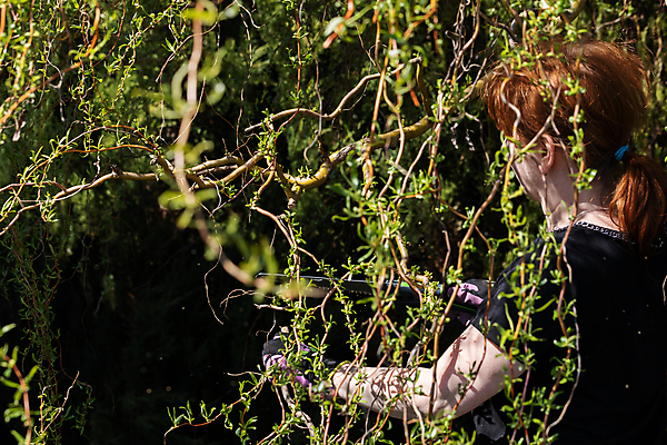 포토 JPG 해외이미지 나무 장갑 잎 한명 봄 나뭇가지 작업 티켓 자르기 원예 질서 포니테일 빨간머리 원예사 해외포토 식물 직업 1 헤어스타일 잡화 계절 모션 사람 취미 예절 파일형식 이미지허브