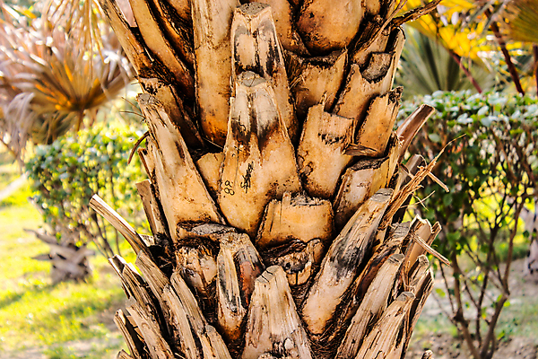 포토 JPG 해외이미지 모양 나무 식물 디자인 계절 공원 실루엣 백그라운드 잎 일러스트 자연 추상 풍경 사람없음 야외 목재 그래픽 장식 초록색 여름 세트 환경 정원 봄 성장 흰색 나뭇가지 신용카드 숲 만화 수집 심볼 오브젝트 에코 유기농 전나무 내추럴 고립 생태학 엘리먼트 해외포토 웰빙 공공시설 교육 컬러 무늬 재료 촬영기법 금융 생태계 파일형식 이미지허브