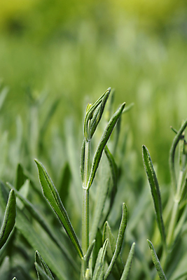 포토 JPG 해외이미지 식물 꽃 잎 자연 사람없음 야외 정원 봄 닫기 해외포토 계절 모션 생태계 파일형식 이미지허브