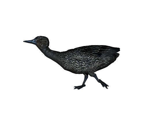 포토 JPG 해외이미지 날개 사람없음 그래픽 깃털 부리 백조 거위 해외포토 조류 파일형식 이미지허브