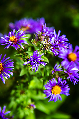 포토 JPG 해외이미지 식물 계절 꽃잎 꽃 분홍색 백그라운드 꽃무늬 자연 국화 사람없음 야외 장식 초록색 파란색 컬러풀 뷰티 노란색 정원 보라색 봄 이탈리아 활발 벚꽃 흰색 개화 제비꽃 데이지 내추럴 영원 해외포토 유럽 컬러 컨셉 무늬 생태계 파일형식 이미지허브