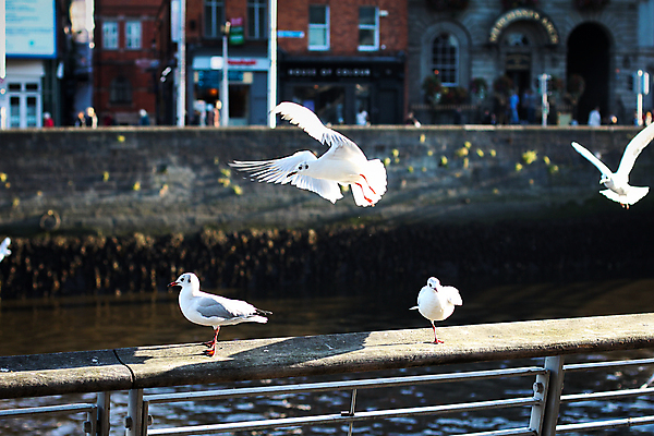 포토 JPG 해외이미지 동물 야생동물 바다 포즈 백그라운드 날개 자연 갈매기 조류 하늘 서기 풍경 사람없음 물 여름 강 일몰 흰색 도시 북쪽 아일랜드 기간 양발 줄서기 철책 해외포토 자연요소 계절 유럽 컬러 모션 노을 방향 생태계 파일형식 이미지허브