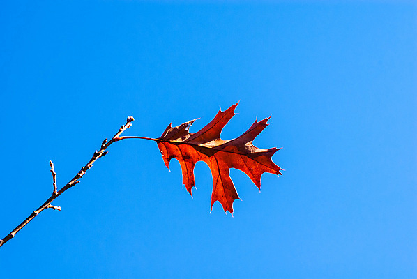 포토 JPG 해외이미지 나무 식물 1 계절 줄기 백그라운드 잎 겨울 자연 하늘 건조 사람없음 야외 파란색 갈색 환경 가을 나뭇가지 죽음 고독 싱글 내추럴 고립 벌거벗은 옛날 혼자 해외포토 감정 컬러 생태계 파일형식 이미지허브