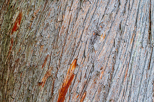 포토 JPG 해외이미지 나무 선 백그라운드 패턴 자연 표면 추상 사람없음 목재 갈색 거친 널 숲 유기농 질감 나무껍질 내추럴 수목 옛날 노화 해외포토 식물 웰빙 컬러 컨셉 무늬 재료 껍질 생태계 파일형식 이미지허브