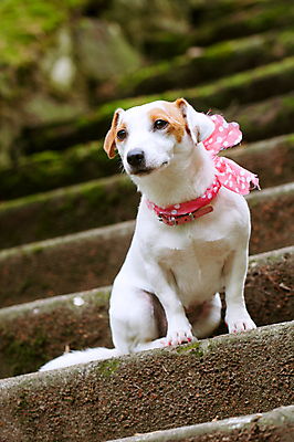 포토 JPG 해외이미지 휴식 사람없음 반려동물 유행 귀여움 계단 기다림 유머 개 강아지 테리어 잭러셀테리어 스타일 해외포토 동물 감정 컨셉 포유류 모션 파일형식 이미지허브