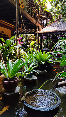 포토 JPG 해외이미지 나무 식물 전통 라이프스타일 아시아 야생동물 여행 백그라운드 잎 자연 조류 실내 사람없음 야외 장식 초록색 물 여름 컬러풀 정원 젖음 연못 신선 둥지 냄비 숲 작음 그늘 대나무 분수 원예 질감 내추럴 양치류 이국적 해외포토 자연요소 동물 계절 나라 컬러 취미 내부 생활 솥 크기 생태계 파일형식 이미지허브