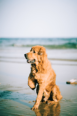 포토 JPG 해외이미지 동물 바다 백그라운드 의자 포유류 건강 3 앉기 사람없음 반려동물 갈색 카트 흰색 바퀴 개 장애인 닥스훈트 치와와 송곳니 장애 기르기 해외포토 컬러 가구 모션 치아 돌봄 파일형식 이미지허브
