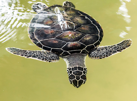 포토 JPG 해외이미지 동물 야생동물 바다 여행 백그라운드 파충류 자연 표면 열대 사람없음 초록색 물 관광지 바닷속 수중 수영 껍질 거북이 인도인 다이빙 하와이 태평양 내추럴 생태학 하와이인 해외포토 자연요소 외국인 교육 컬러 동양인 미국 수상스포츠 생태계 수중스포츠 파일형식 이미지허브