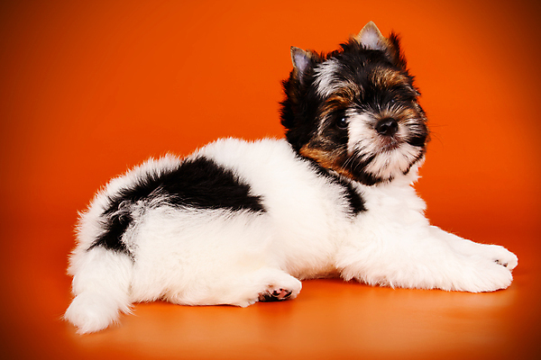 포토 JPG 해외이미지 나무 동물 1 행복 새끼 백그라운드 크리스마스 공 휴가 새로움 털 미소 사람없음 장식 빨간색 반려동물 산타클로스 귀여움 검은색 거울 흰색 개 달콤 강아지 작음 샴페인 요크셔테리어 테리어 연도 활 솜털 송곳니 기르기 비버 삼색 해외포토 식물 기념일 감정 컬러 컨셉 포유류 주류 표정 맛 치아 크기 돌봄 파일형식 이미지허브