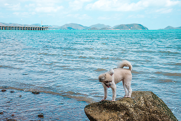 포토 JPG 해외이미지 동물 행복 모래 파도 바다 섬 여행 포즈 포유류 자연 놀이 하늘 휴가 사람없음 야외 초록색 물 파란색 반려동물 햇빛 뷰티 귀여움 맑음 기쁨 흰색 개 작음 푸들 포메라니안 수평선 해외포토 자연요소 감정 컬러 컨셉 날씨 태양 크기 생태계 파일형식 이미지허브