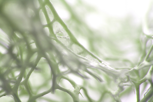 포토 JPG 해외이미지 디자인 옷 산업 과학 백그라운드 패턴 해부 가정 벽지 표면 추상 생물 사람없음 장식 파란색 직물 도시 면 그물 네트워크 뜨개질 불안 묘사 오브젝트 질감 생물학 합성 먼지 부드러움 걸레 섬유 짜임 고립 위생관리 스타일 해외포토 교육 감정 컬러 무늬 의학 관리 취미 감각 청소도구 파일형식 이미지허브