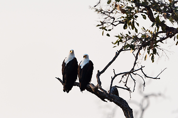 포토 JPG 해외이미지 동물 야생동물 아프리카 조류 어류 사람없음 사진촬영 원주민 깃털 부리 독수리 사바나 탄자니아 해외포토 나라 촬영 수중동물 아프리카인 파일형식 이미지허브