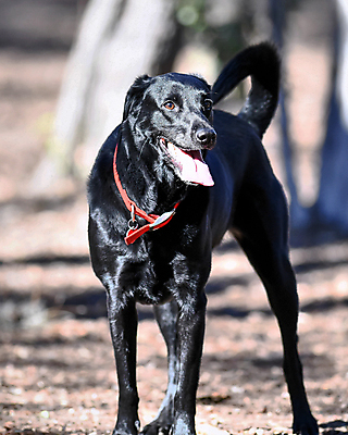 포토 JPG 해외이미지 가족 놀이 실험 사람없음 농장 개 리트리버 강아지 쓰레기 래브라도리트리버 혀 사냥개 언니 기르기 남동생 해외포토 농업 포유류 관계 반려동물 입 자매 동생 돌봄 파일형식 이미지허브