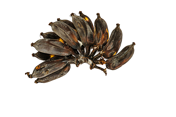 포토 JPG 해외이미지 식물 음식 백그라운드 컨셉 곡선 다이어트 채소 과일 재료 자연 열쇠 디저트 바나나 동양인 사람없음 세로 갈색 노란색 검은색 손상 껍질 흰색 죽음 닫기 달콤 아침식사 다발 피부 유기농 날것 내추럴 나쁜 고립 넘어짐 방법 숙성 옛날 채식주의자 노화 세련 해외포토 웰빙 선 컬러 모션 건강 인종 신체부위 식사 맛 생태계 채식 파일형식 이미지허브