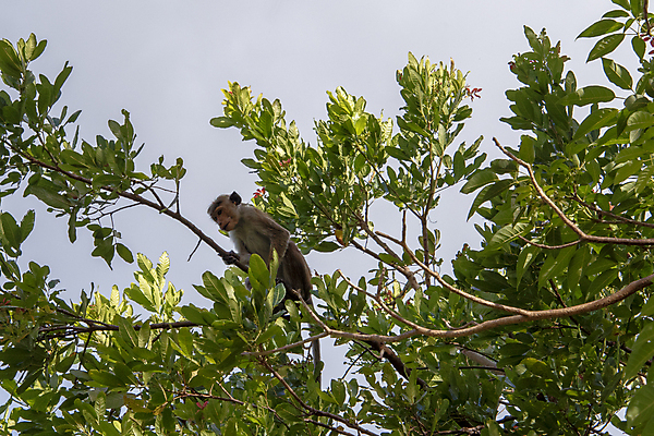 포토 JPG 해외이미지 나무 식물 동물 응시 계절 공원 여행 잎 포유류 자연 하늘 지붕 털 요리사모자 앉기 사람없음 야외 초록색 파란색 갈색 정원 봄 나뭇가지 원숭이 숲 작음 인도인 먹기 꼬리 유인원 내추럴 스리랑카 힌두교 해외포토 외국인 모자_잡화 시선 공공시설 아시아 종교 컬러 모션 동양인 요리사 크기 생태계 파일형식 이미지허브