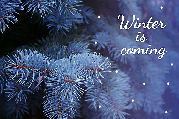 포토 JPG 해외이미지 나무 식물 전통 계절 백그라운드 크리스마스 겨울 패턴 자연 추상 휴가 사람없음 야외 목재 장식 초록색 파란색 빛 환경 봄 나뭇가지 신선 소나무 숲 연도 묘사 질감 상록수 침엽수 전나무 원뿔 내추럴 콜로라도 가문비나무 해외포토 도형 기념일 컬러 무늬 재료 미국 생태계 파일형식 이미지허브