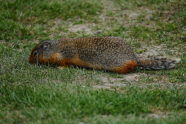 포토 JPG 해외이미지 동물 응시 공원 야생동물 백그라운드 캐나다 밭 포유류 자연 털 서기 풍경 사람없음 야외 초록색 여름 갈색 귀여움 코트 표현 황무지 닫기 설치류 작음 모피 북극 꼬리 다람쥐 귀 사냥꾼 북쪽 솜털 내추럴 동물상 땅바닥 발톱 해외포토 직업 시선 계절 공공시설 컬러 컨셉 북아메리카 농업 모션 발 바닥 신체부위 조형물 외투 크기 극지방 방향 생태계 파일형식 이미지허브