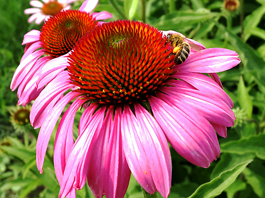 포토 JPG 해외이미지 식물 동물 꽃잎 꽃 음식 곤충 자연 건강 사람없음 뷰티 농장 정원 봄 들꽃 벚꽃 시골 신선 업무 달콤 꿀벌 상품 청소 먹기 만들기 꽃가루 꿀 찌르기 벌집 내추럴 기어가기 생태학 수유 양봉 양봉장 호박벌 해외포토 계절 교육 농업 모션 작업 맛 벌_곤충 가루 생태계 파일형식 이미지허브
