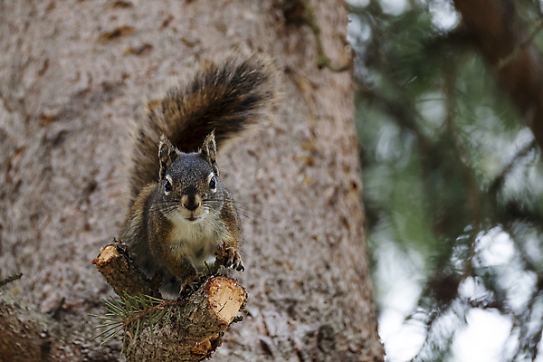 포토 JPG 해외이미지 나무 동물 1 응시 야생동물 음식 포즈 백그라운드 캐나다 장난 포유류 자연 생물 털 사람없음 야외 목재 옆모습 빨간색 초록색 여름 뷰티 갈색 미국 견과류 가을 흰색 나뭇가지 소나무 닫기 설치류 숲 작음 모피 먹기 손목시계 호기심 꼬리 다람쥐 오르기 나무껍질 북쪽 솜털 내추럴 경보 해외포토 식물 시선 계절 감정 뷰포인트 시계 컬러 컨셉 북아메리카 재료 장신구 모션 껍질 크기 방향 생태계 파일형식 이미지허브