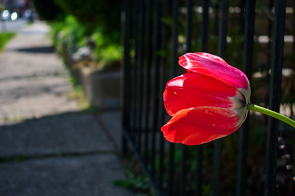 포토 JPG 해외이미지 응시 계절 꽃잎 꽃 선 잎 꽃무늬 밭 손가락 자연 엄마 따뜻함 건강 사람없음 야외 초록색 빛 컬러풀 태양 뷰티 노란색 정원 활발 들꽃 신선 작음 다발 아래 묘사 원예 데이지 냄새 캘리포니아 양귀비 꽃수술 해외포토 자연요소 식물 손 시선 컬러 컨셉 무늬 농업 가족 취미 미국 크기 방향 생태계 위치 파일형식 이미지허브