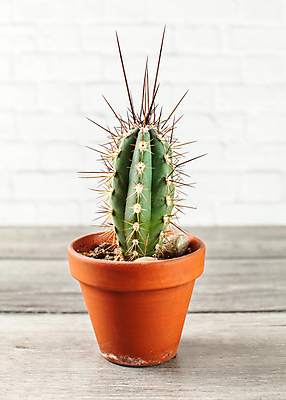 포토 JPG 해외이미지 식물 디자인 꽃 화초 모래 꽃무늬 자연 탁자 아침 바닥 선인장 사람없음 목재 장식 초록색 우주 회색 사막 성장 흰색 신선 못 판넬 도자기 원형 가시 닫기 냄비 작음 척추 책상 묘사 오브젝트 날카로움 스파이크 패널 내추럴 해외포토 주간 도형 나무 컬러 가구 무늬 재료 모션 뼈 공구 솥 크기 생태계 파일형식 이미지허브