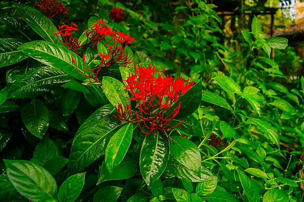 포토 JPG 해외이미지 나무 식물 계절 꽃잎 꽃 분홍색 백그라운드 단풍 잎 겨울 꽃무늬 자연 사람없음 빨간색 초록색 물 컬러풀 햇빛 정원 놀이방 들꽃 성장 벚꽃 신선 떨어짐 빗방울 내추럴 열대기후 해외포토 자연요소 컬러 컨셉 무늬 태양 비_날씨 생태계 파일형식 이미지허브