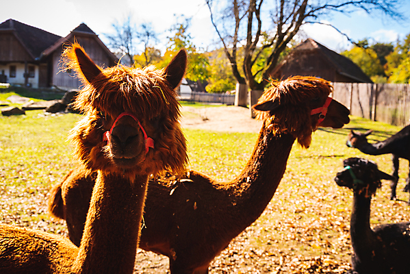 포토 JPG 해외이미지 동물 얼굴 야생동물 백그라운드 포유류 자연 털 사람없음 야외 초록색 여름 농장 갈색 머리 흰색 시골 닫기 모피 호기심 목 솜털 양모 대가리 알파카 양털 해외포토 계절 감정 컬러 컨셉 농업 모션 신체부위 직물 생태계 파일형식 이미지허브